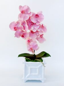 Blushing Orchid