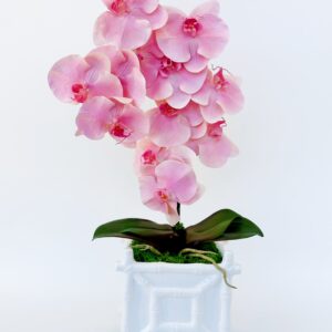 Blushing Orchid