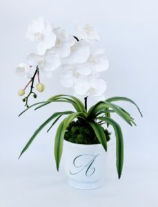 Initial Pot Orchids