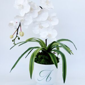 Initial Pot Orchids